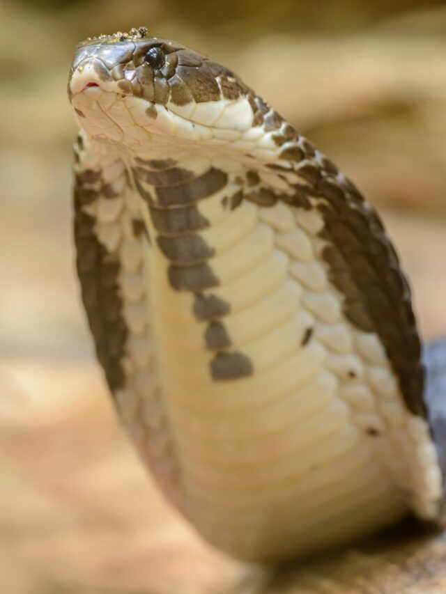 cobra snake in car